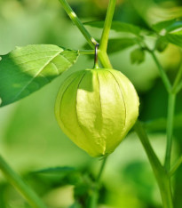 Tomatillo Verde - Physalis ixocarpa - semena - 7 ks