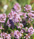 BIO Tymián - Thymus vulgaris - bio semena - 500 ks