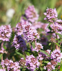 BIO Tymián - Thymus vulgaris - bio semena - 500 ks