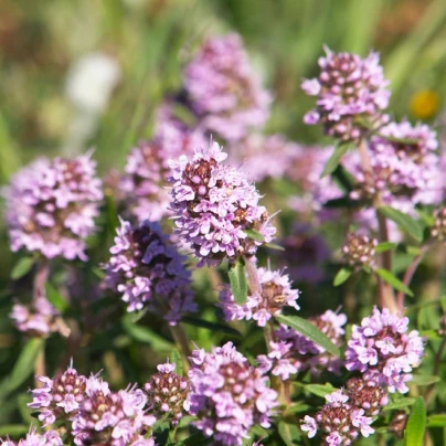 BIO Tymián - Thymus vulgaris - bio semena - 500 ks