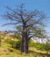 Baobab suarézský - Lahvový strom - Adansonia suarezensis - semena - 2 ks