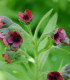 Užanka lékařská - Cynoglossum officinale - semena - 10 ks