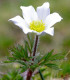 Koniklec alpinský - Pulsatilla vulgaris - semena - 10 ks