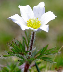 Koniklec alpinský - Pulsatilla vulgaris - semena - 10 ks