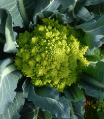 Brokolice Romanesco - Brassica oleracea L. - semena - 250 ks