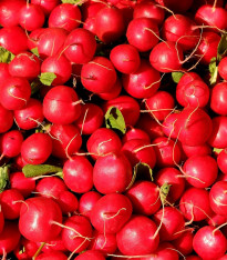 Ředkvička Saxa - Raphanus sativus - semena - 100 ks