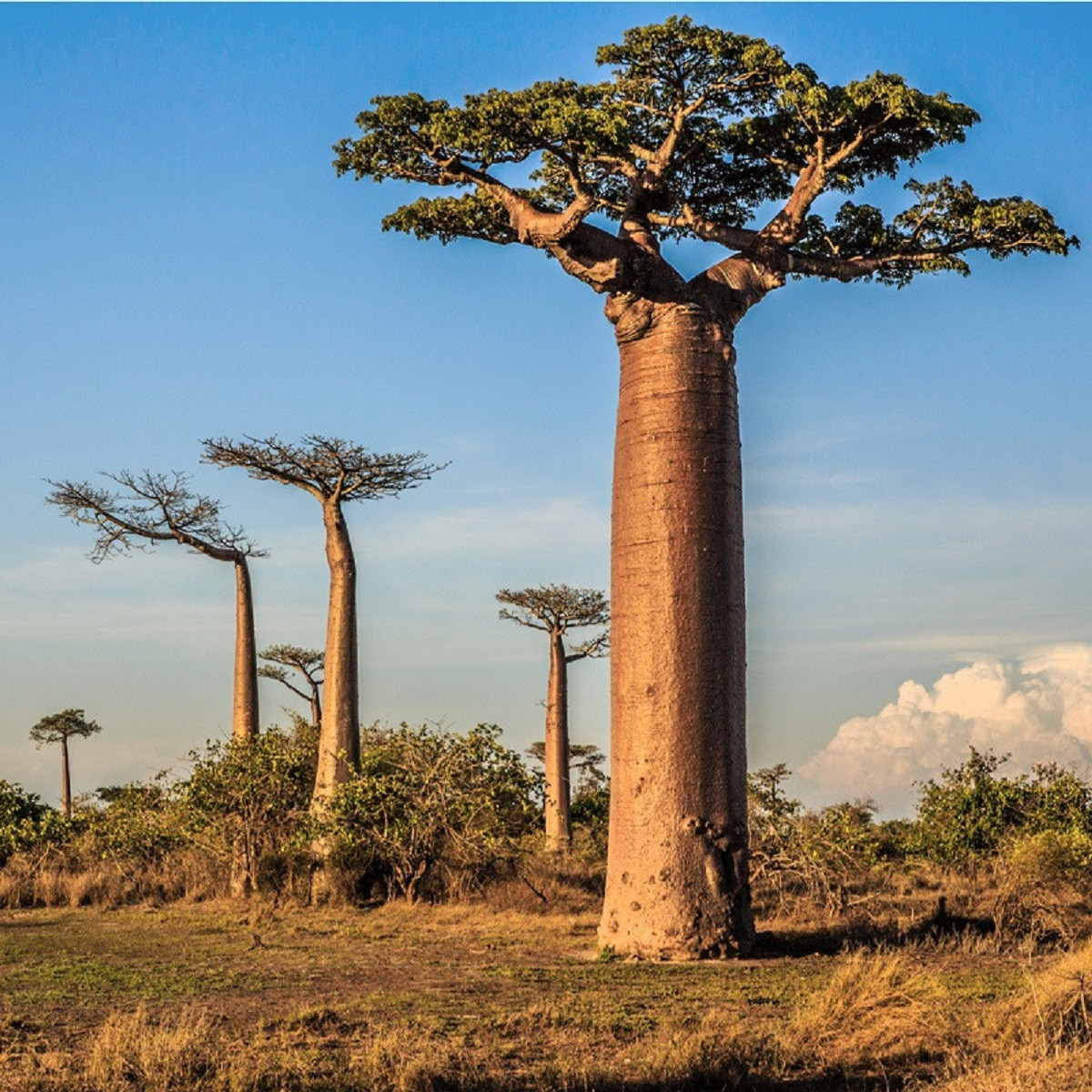 Baobab grandidieri - Adansonia grandidieri - semena - 2 ks