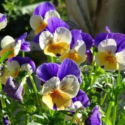 Violka rohatá Miss Helen Mount - Viola cornuta - semena - 100 ks