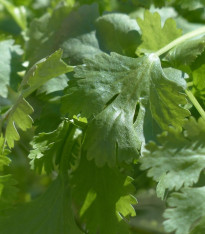 Koriandr setý Cadiz - Coriandrum sativum - semena - 100 ks