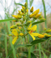 Vrbina obecná - Lysimachia vulgaris - semena - 200 ks