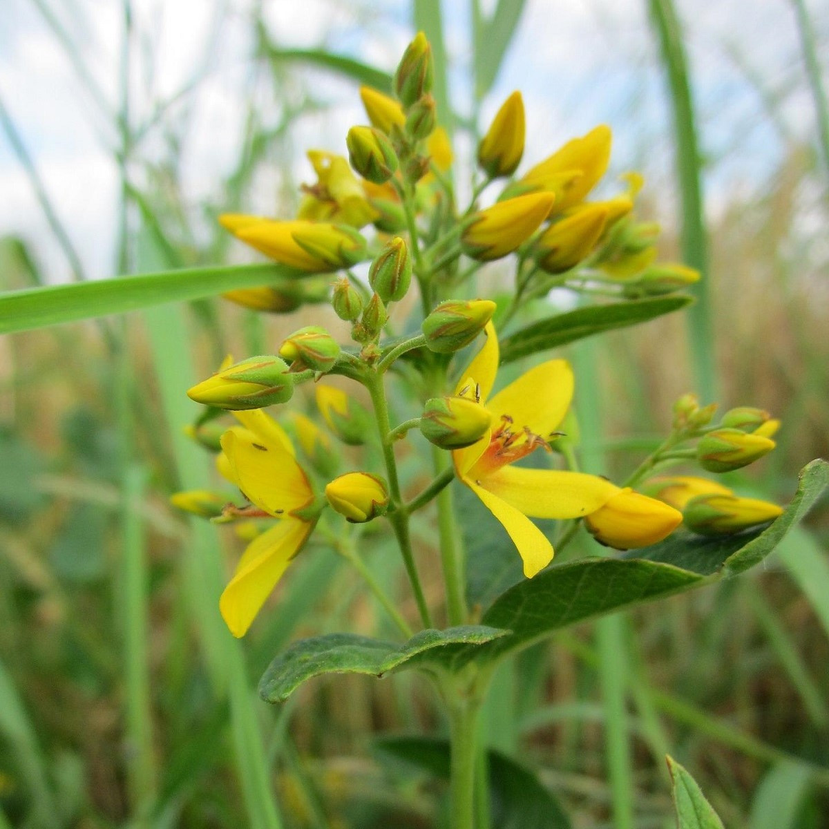 Vrbina obecná - Lysimachia vulgaris - semena - 200 ks