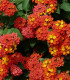 Lantana měňavá - Lantana camara - semena - 10 ks