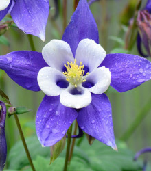 Orlíček obecný Blue Star - Aquilegia vulgaris - semena - 30 ks