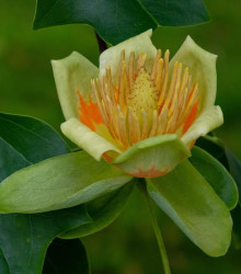 Liliovník tulipánokvětý - Liriodendron tulipifera - semena - 10 ks