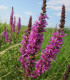 Kyprej vrbovitý - Lythrum salicaria - semena - 150 ks