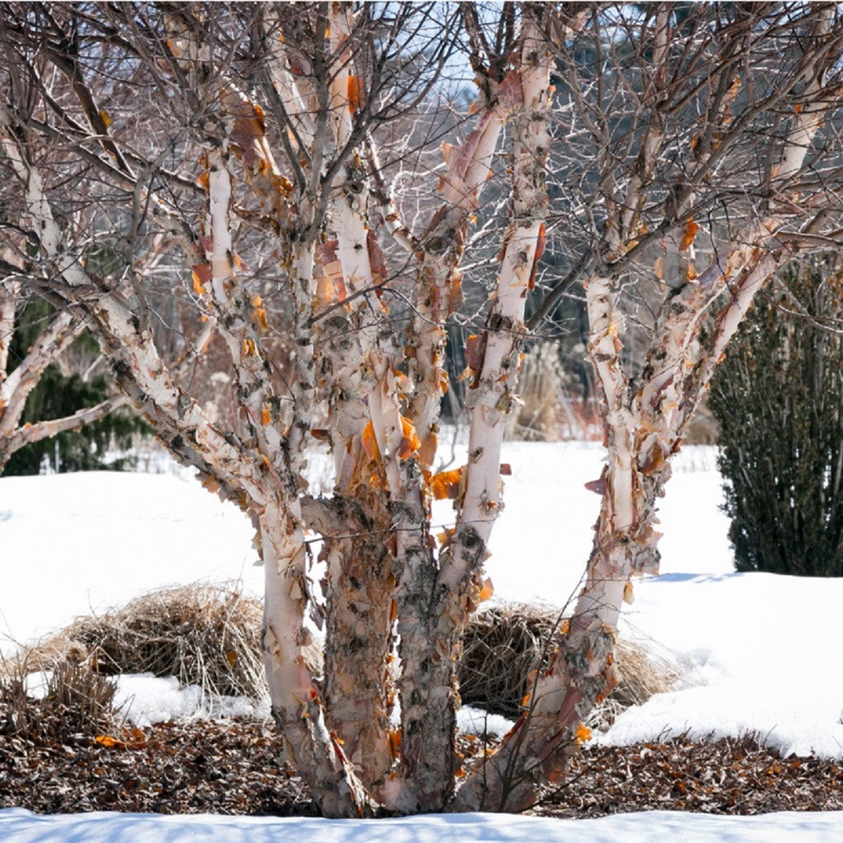Bříza černá - Betula nigra - semena - 15 ks