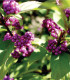 Krásnoplodka - Callicarpa acuminata - semena - 8 ks
