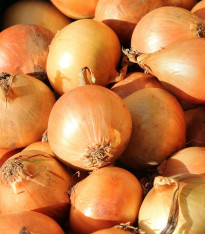 Cibule ozimá Hiberna - Allium cepa - semena - 250 ks