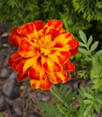 Aksamitník rozkladitý Orange flame - Tagetes patula nana - semena - 0,3 g