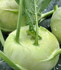 Kedluben raný Kartago F1 - Brassica Oleracea - semena - 50 ks