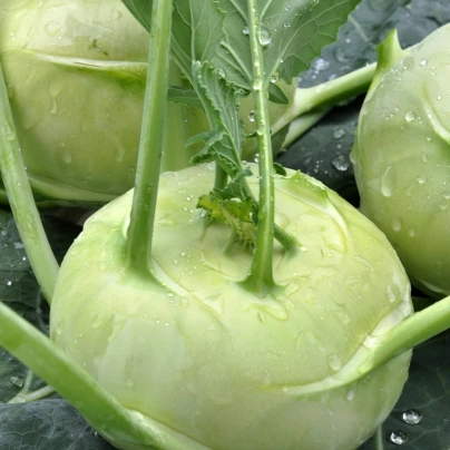 Kedluben raný Kartago F1 - Brassica Oleracea - semena - 50 ks