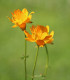 Upolín čínský Gold queen - Trollius chinensis - semena - 20 ks