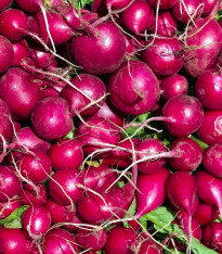 Ředkvička Viola - Raphanus sativus - semena - 100 ks