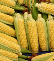 Kukuřice cukrová Golden Bantam - Zea Mays - semena - 16 ks