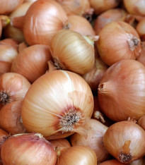 Cibule Zittauer žlutá - Allium cepa - semena - 270 ks
