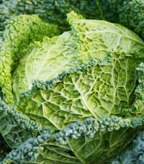 Kapusta hlávková k rychlení Raketa - Brassica oleracea var. sabauda - semena - 250 ks