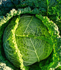 Kapusta hlávková Verita F1 - Brassica oleracea var. sabauda - semena - 110 ks