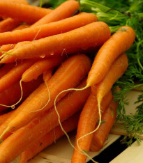 Mrkev Rothild - Daucus carota - semena - 900 ks