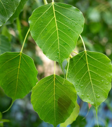 Fíkovník posvátný - Ficus religiosa - semena - 5 ks