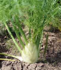 Fenykl bulvový Zefa fino - Foeniculum vulgare - semena - 100 ks