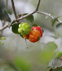 Surinamská třešeň - Eugenia Uniflora - semena - 2 ks