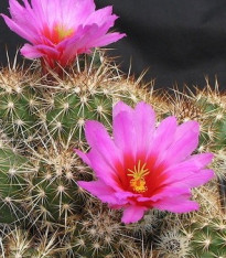 Kaktus Echinocereus mix - semena - 4 ks