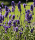 Levandule Hidcote Blue Strain - Lavandula angustifolia - semena - 30 ks