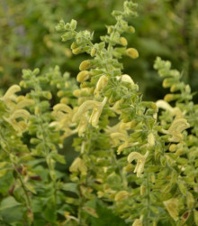 Šalvěj žlutá lepkavá - Salvia glutinosa - semena - 20 ks