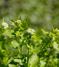 Česnáček lékařský - Alliaria petiolata - semena - 45 ks