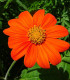 Titónie okrouhlolistá - Tithonia rotundifolia - semena - 60 ks