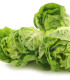 Salát Little Gem - Lactuca sativa - semena - 400 ks