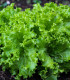 Salát listový kadeřavý Lollo Bionda - Lactuca sativa - semena - 450 ks