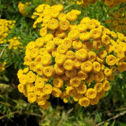 Kopretina vratič - Vratič obecný - Tanacetum vulgare - semena - 0,4 g