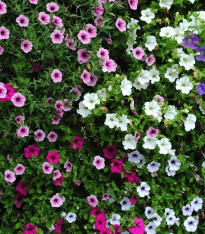 Petúnie Superbissima směs - Petunia Nana Compacta - semena - 20 ks