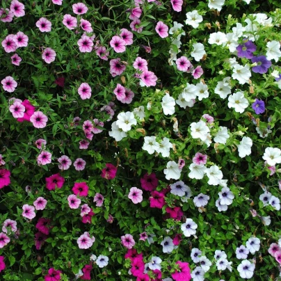 Petúnie Superbissima směs - Petunia Nana Compacta - semena - 20 ks