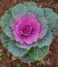 Okrasné zelí Sunset F1 - Brassica oleracea - semena - 20 ks