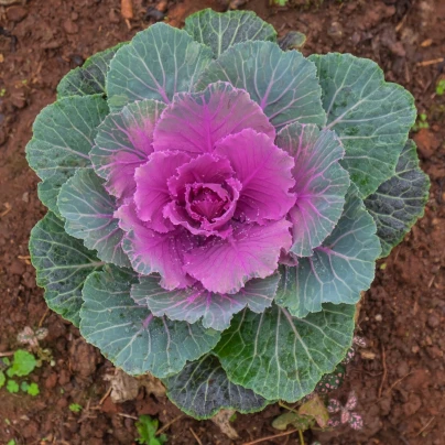 Okrasné zelí Sunset F1 - Brassica oleracea - semena - 20 ks