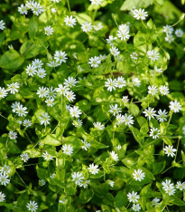 Ptačinec prostřední - Stellaria media - semena - 500 ks