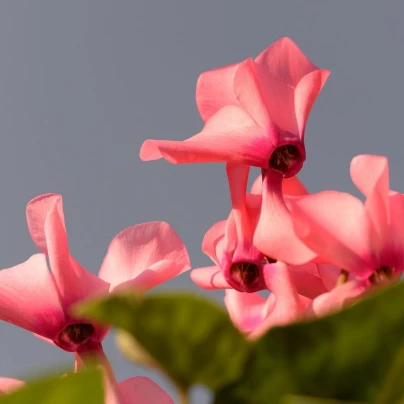 Brambořík růžový - Cyclamen cilicium - cibuloviny - 1 ks
