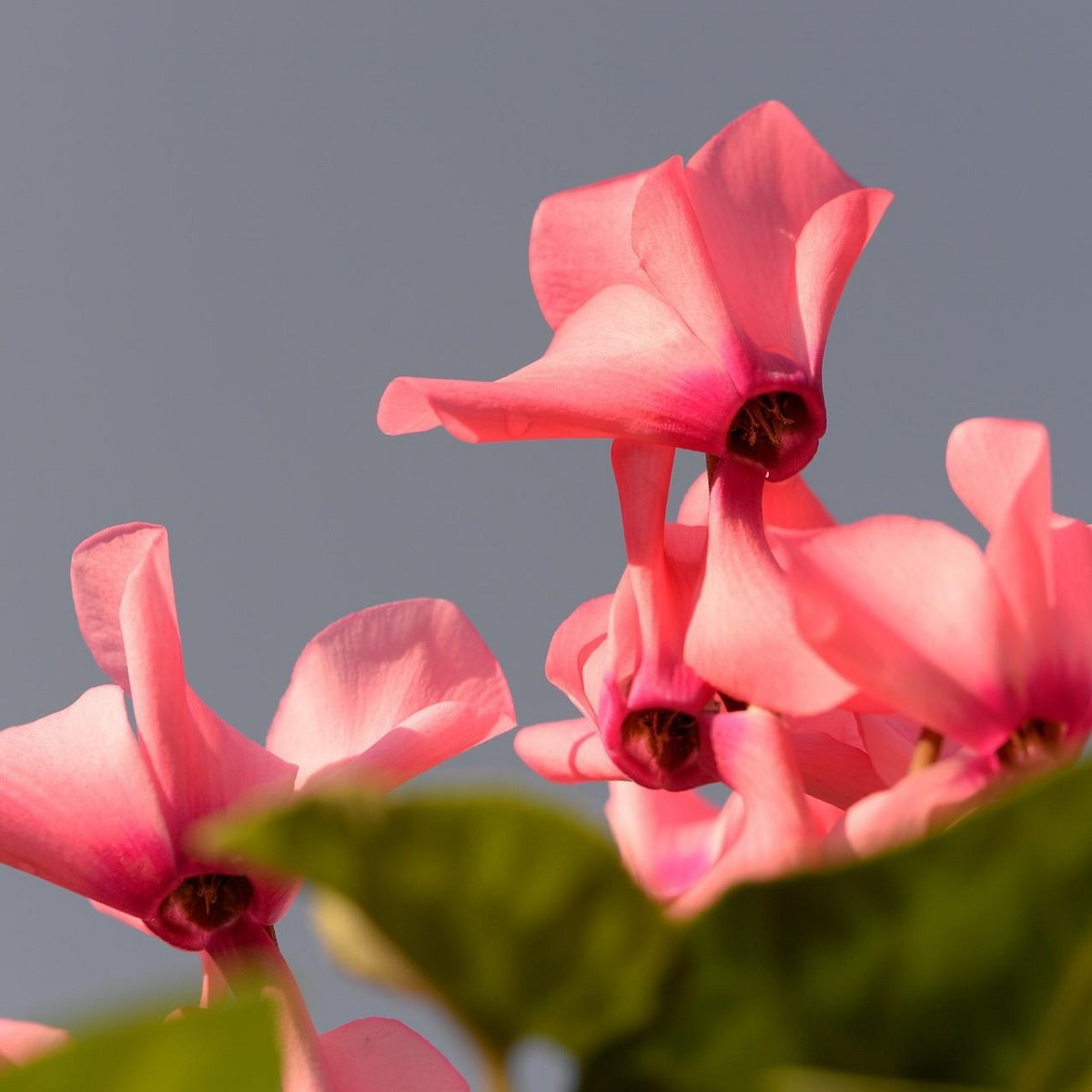 Brambořík růžový - Cyclamen cilicium - cibuloviny - 1 ks